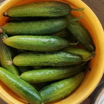 【精品旱黄瓜】，水果黄瓜，可长期供货，对接各大商超食堂