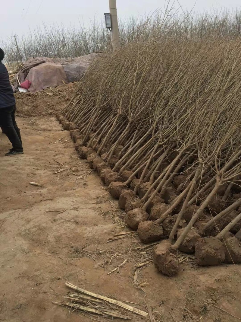 石榴树苗品种表现软籽石榴苗泰山红石榴树苗