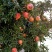 石榴树苗品种表现软籽石榴苗泰山红石榴树苗