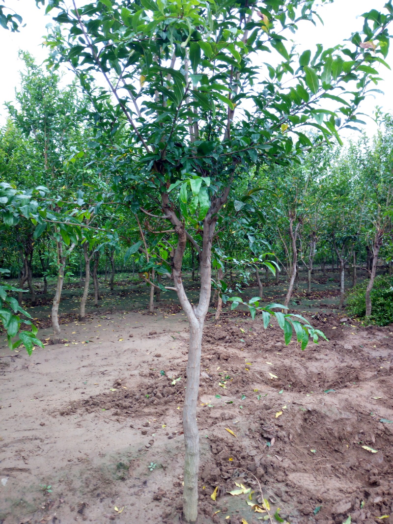 石榴树苗品种表现软籽石榴苗泰山红石榴树苗