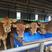鲁西黄牛养殖场改良黄牛犊肉牛价格西门塔尔