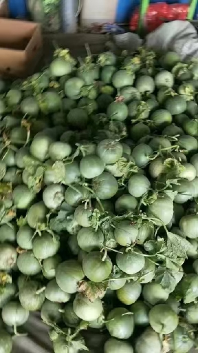 绿宝甜瓜山东绿宝甜瓜大量上市供市场商超电商欢迎洽谈