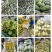 绿宝甜瓜山东绿宝甜瓜大量上市供市场商超电商欢迎洽谈