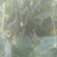 黑油密刺黄瓜