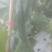 黑油密刺黄瓜