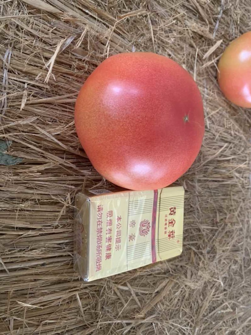 面沙瓤西红柿，硬粉，产地直发，全国供货，品质保证，欢迎来电