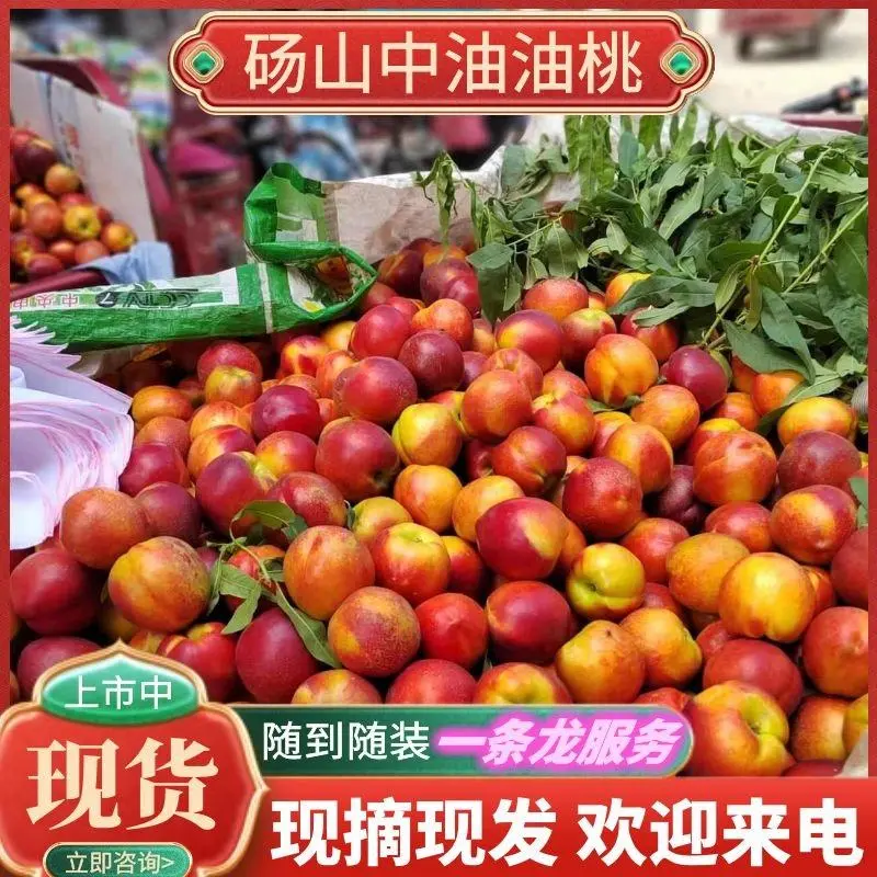 砀山中油油桃48油桃黄肉口感甜代发全国各地渠道可视频