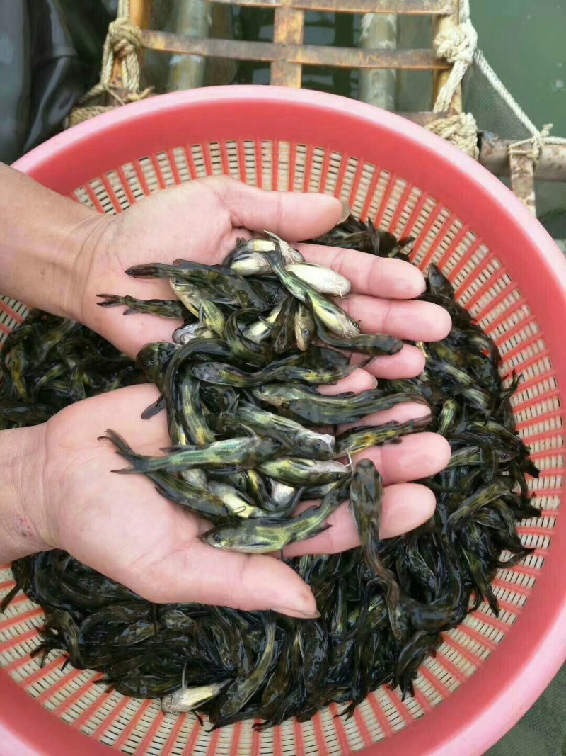 黄颡鱼苗又名黄辣丁苗黄骨鱼苗适应性强耐运输好养殖回报快