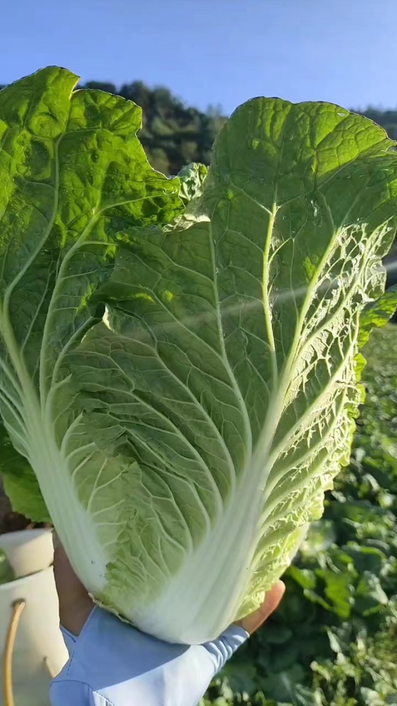 【精品黄心白菜】湖北荆州产区直发，代发全国，保质保量