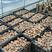 宁夏固原大量供应鲜香菇，808香菇，鲜货直发，量大从优