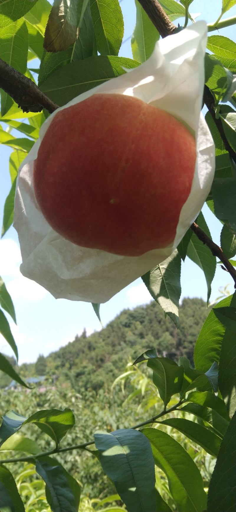 套代果