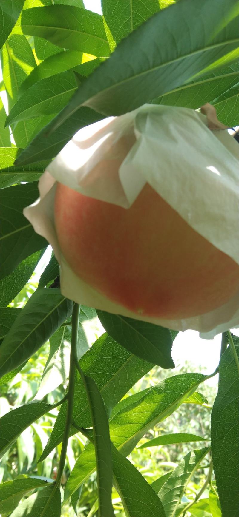 套代果