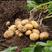 恩施马尔科小土豆，自家种植现挖现发，量大从优，欢迎来电。