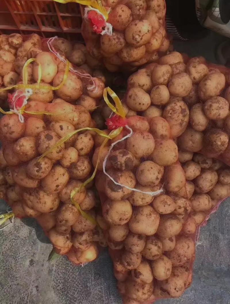 恩施马尔科小土豆，自家种植现挖现发，量大从优，欢迎来电。