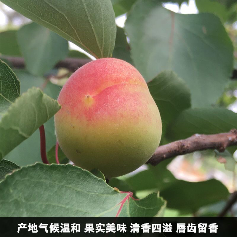 红不软桃陕西毛桃产地直发视频看货欢迎选购