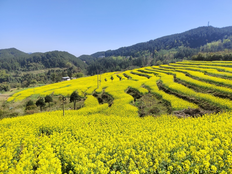 油菜籽