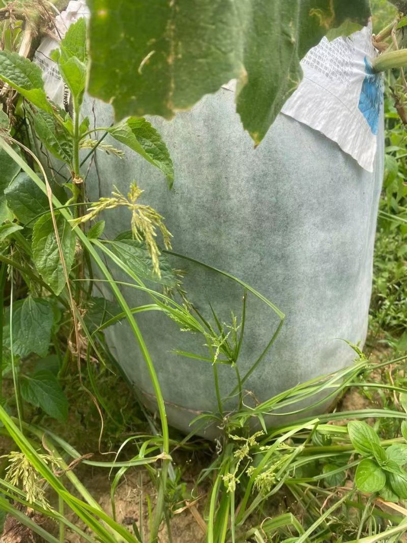 精品冬瓜产地直供大量上市品质保证价格优惠全国发货