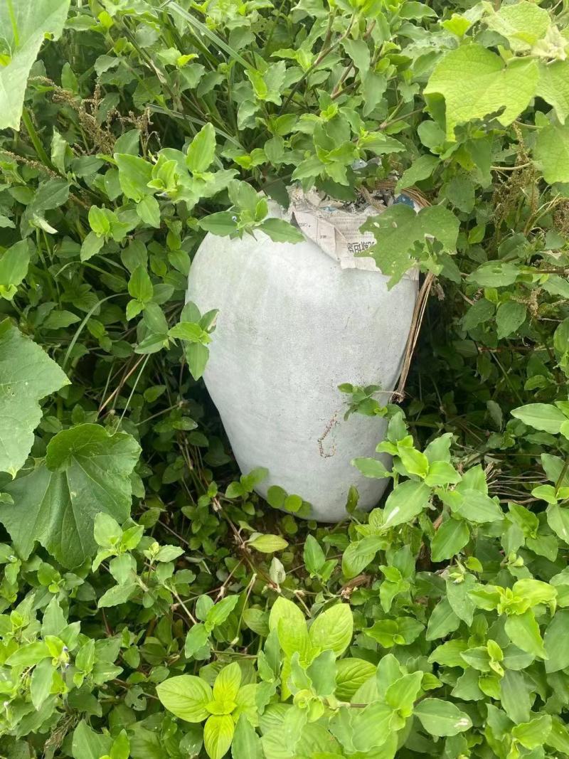 精品冬瓜产地直供大量上市品质保证价格优惠全国发货