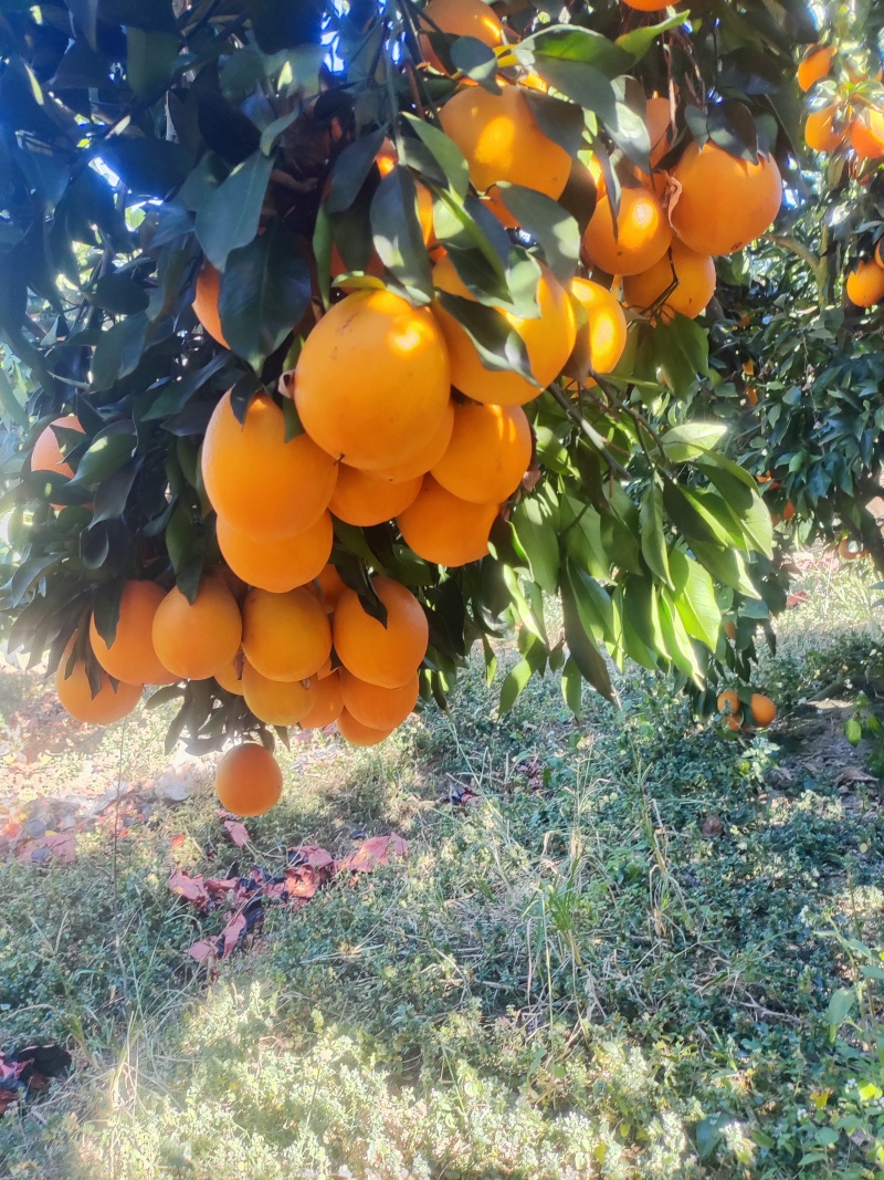 平和。脐橙