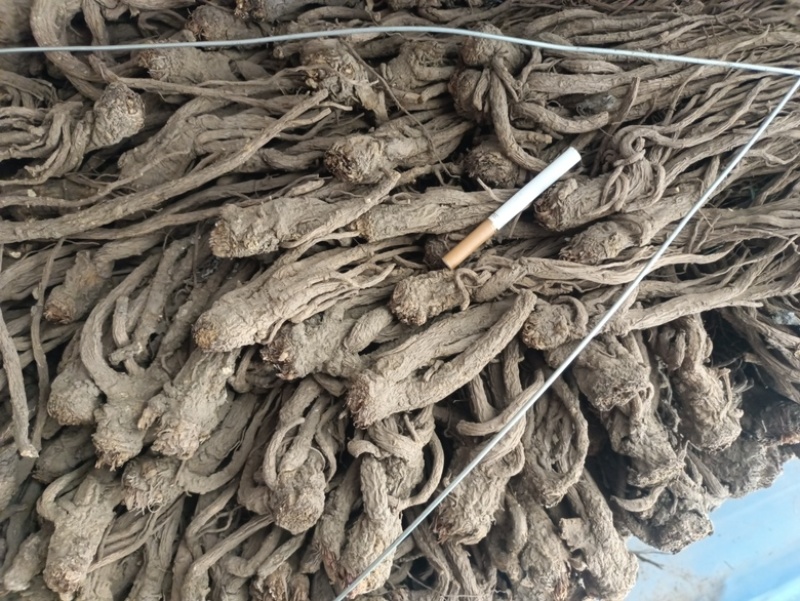 一首货源新货当归