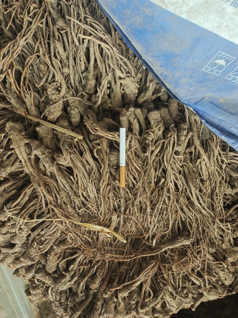一首货源新货当归