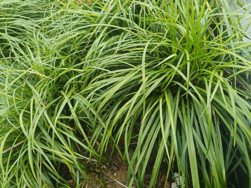 细叶麦冬，麦冬草，麦冬，大量供应