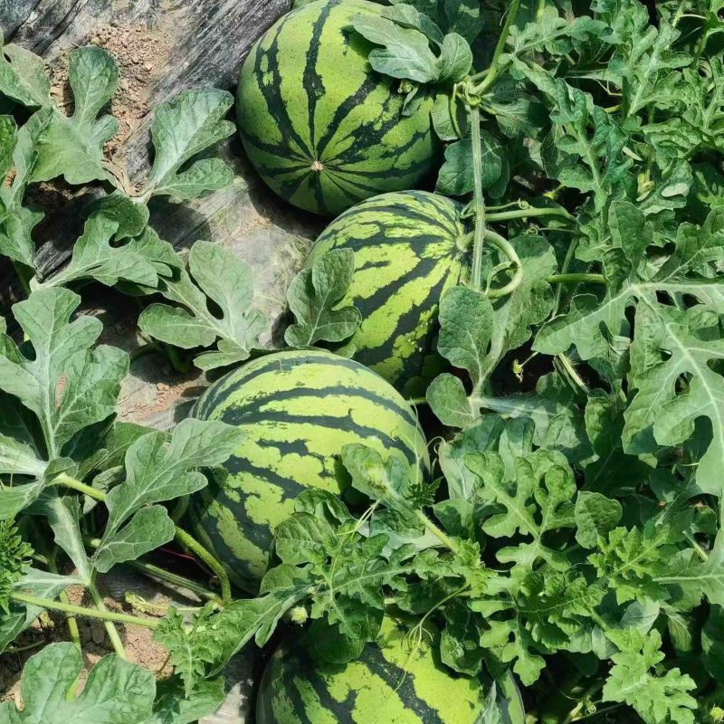陕西西瓜美都西瓜，精品美都西瓜，大量上市保质保量基地发