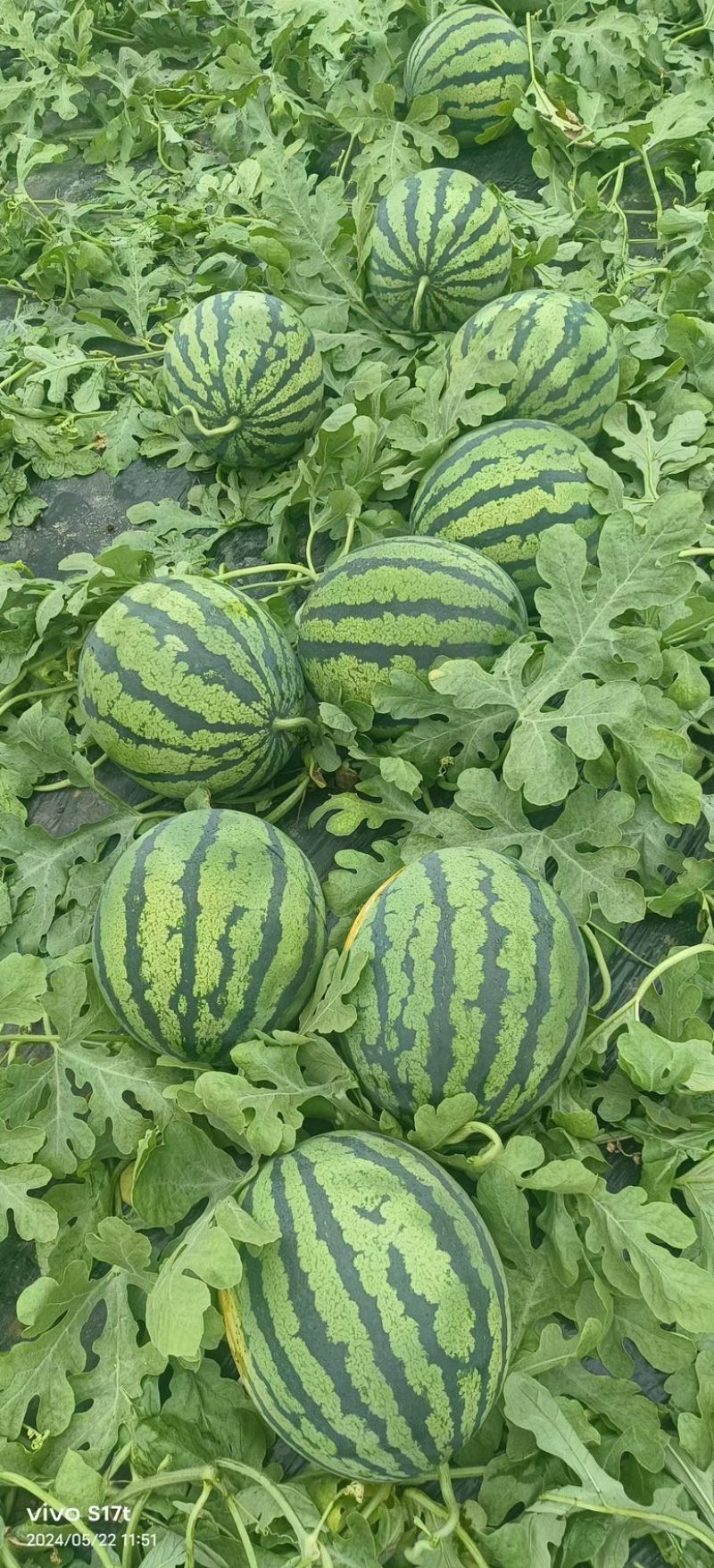 陕西西瓜美都西瓜，精品美都西瓜，大量上市保质保量基地发
