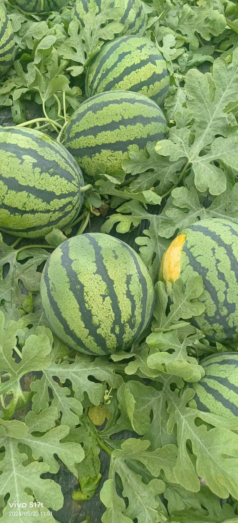 陕西西瓜美都西瓜，精品美都西瓜，大量上市保质保量基地发