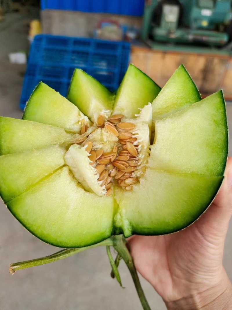 网纹瓜基地玫珑瓜牛三哈密瓜
