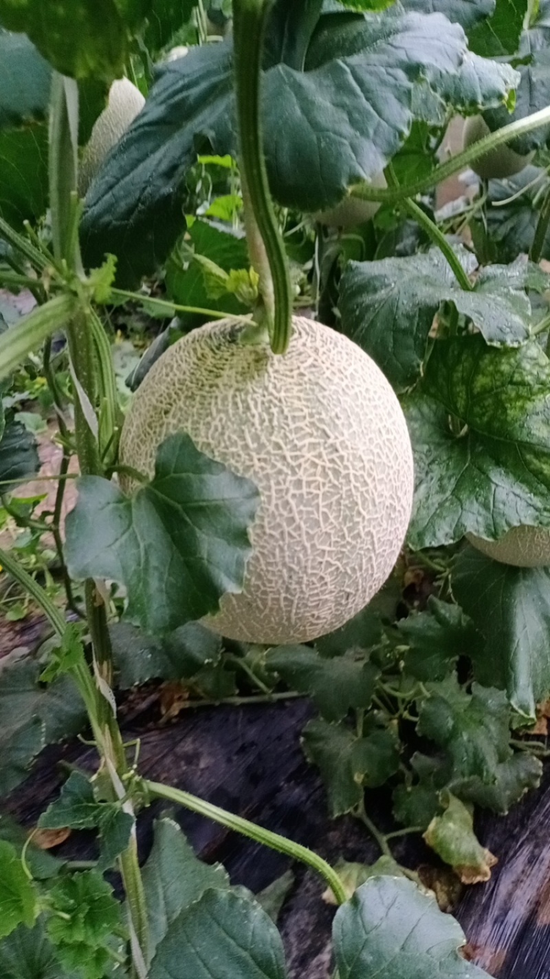 网纹瓜基地玫珑瓜牛三哈密瓜