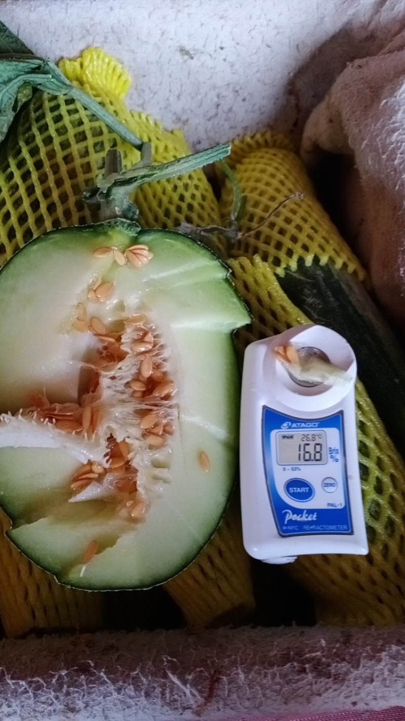 网纹瓜基地玫珑瓜牛三哈密瓜
