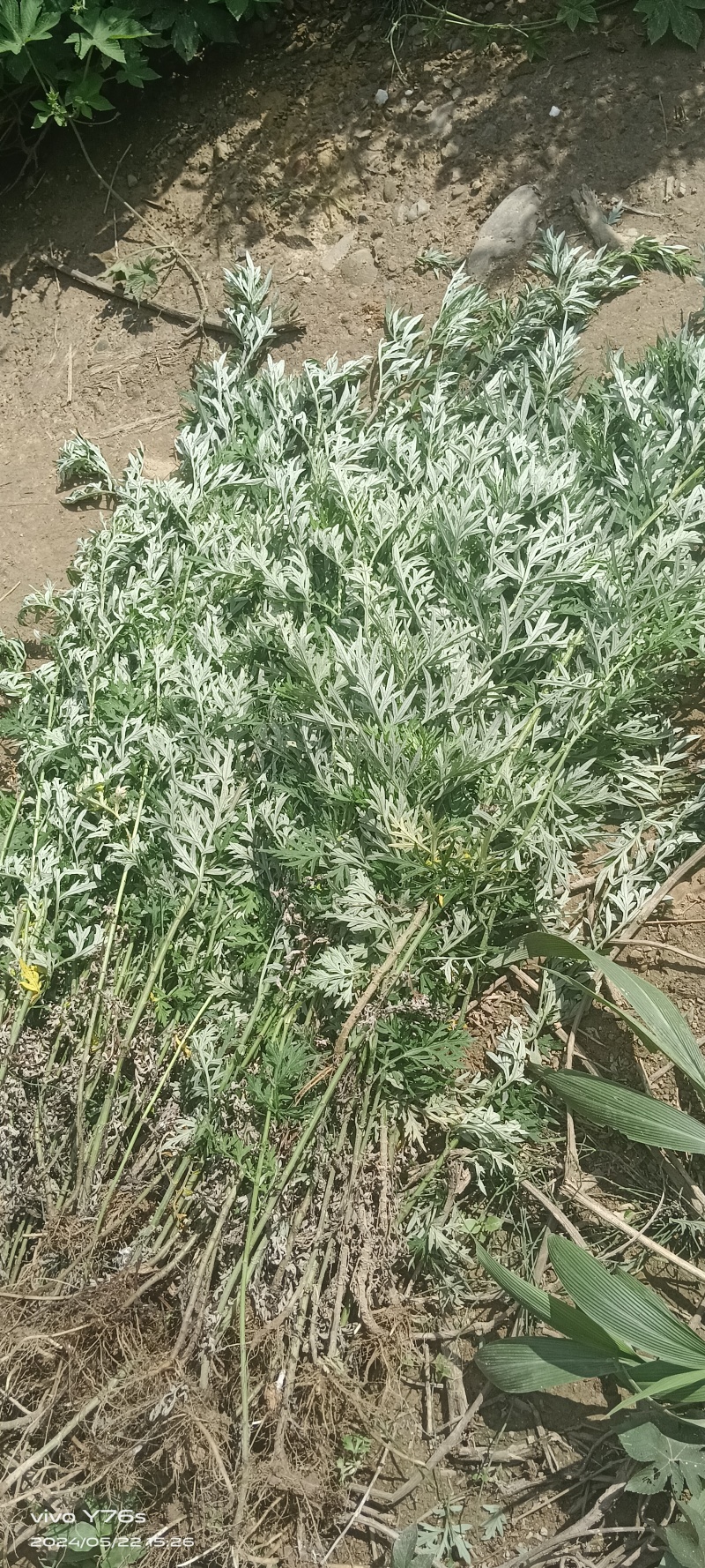 野生艾草