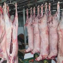 内蒙白条羊烤全羊产地直发货源充足可发鲜肉可发冻肉