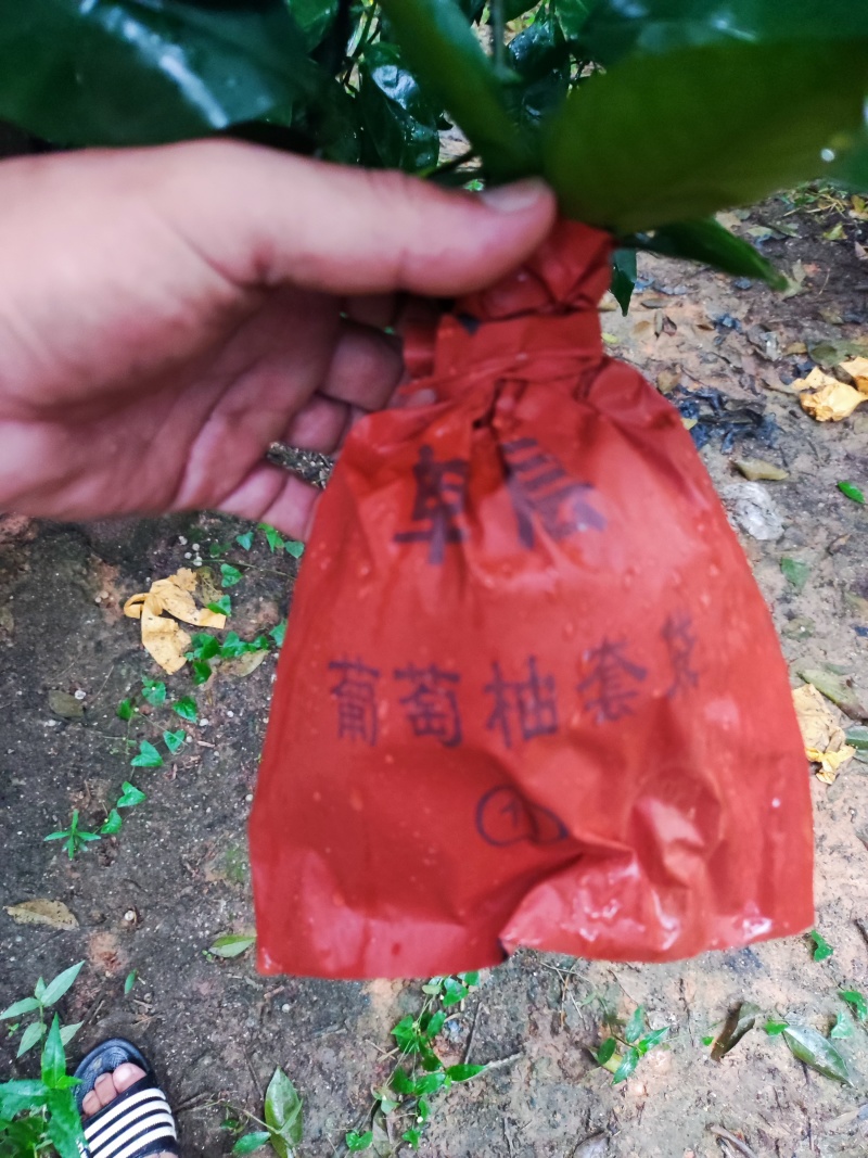 平和葡萄柚