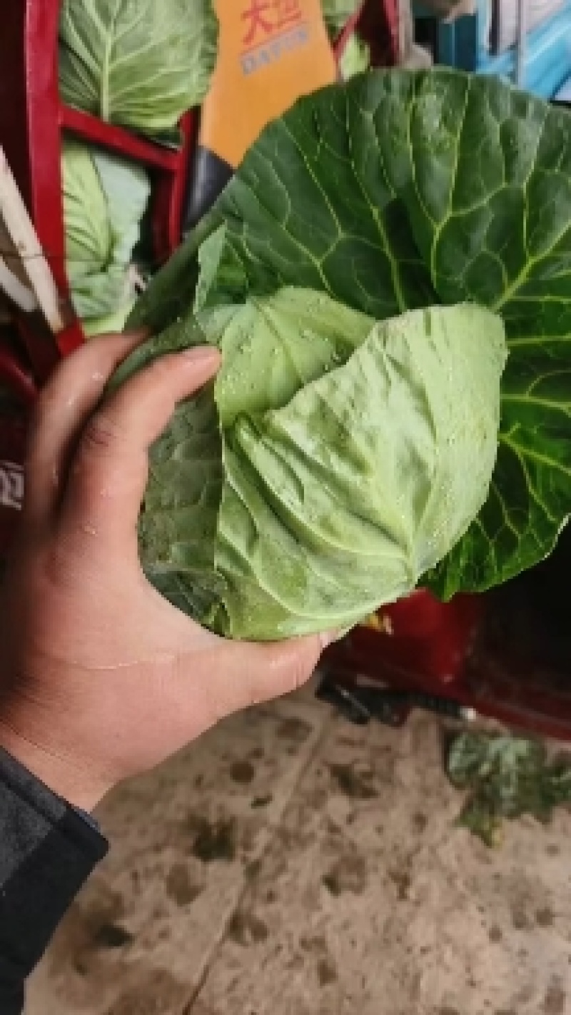 甘肃临洮中甘甘蓝系列一手货源可视频看货