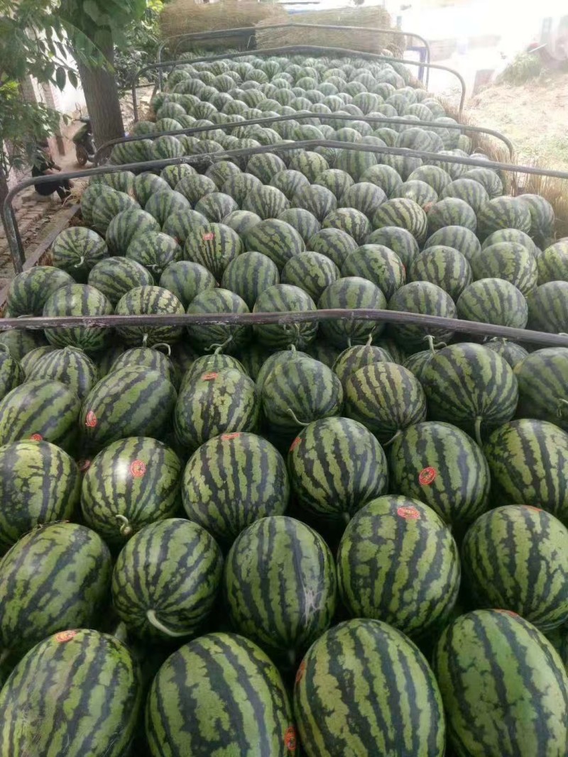 保质保量西瓜长期有货