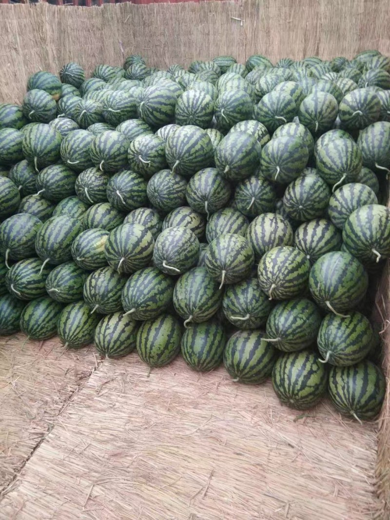 保质保量西瓜长期有货