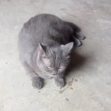 成年宠物猫一公两母，因没有时间管理现在低价出。