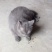 成年宠物猫一公两母，因没有时间管理现在低价出。