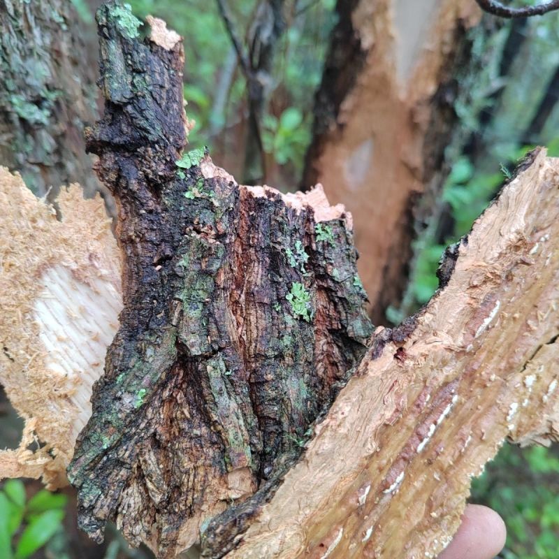 马尾松，松树枝，晒干，中药材，松节。