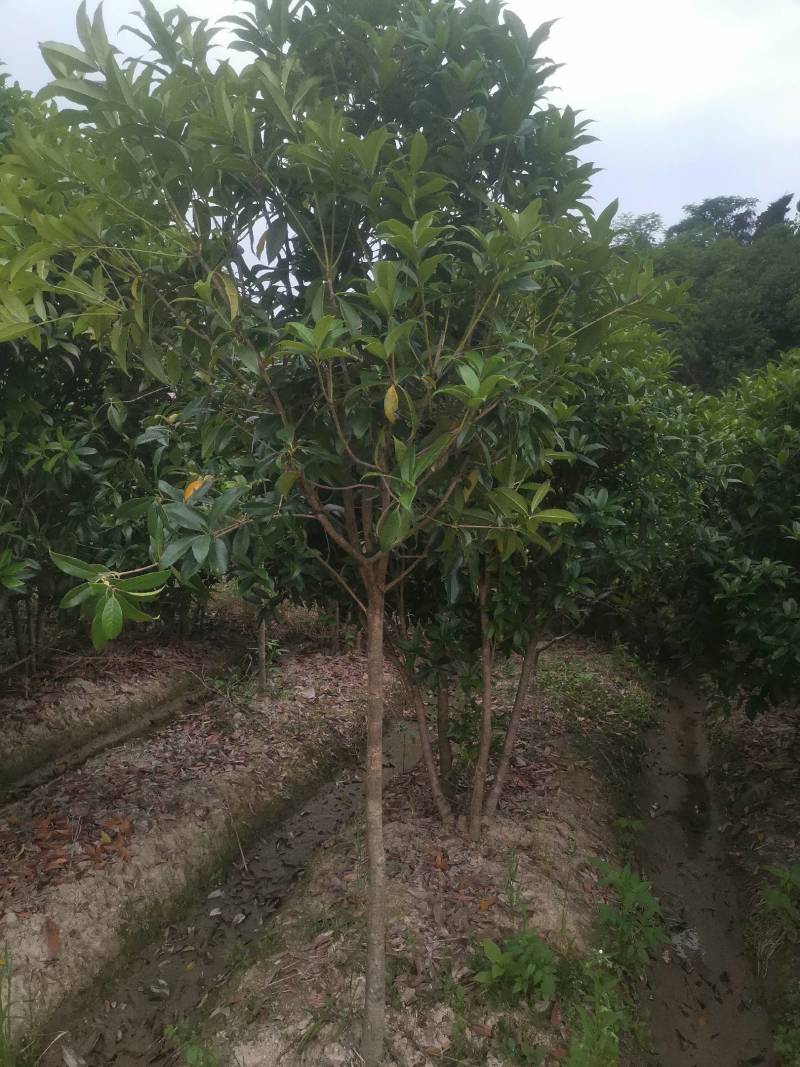 热卖款：高杆桂花树金桂丹桂八月桂