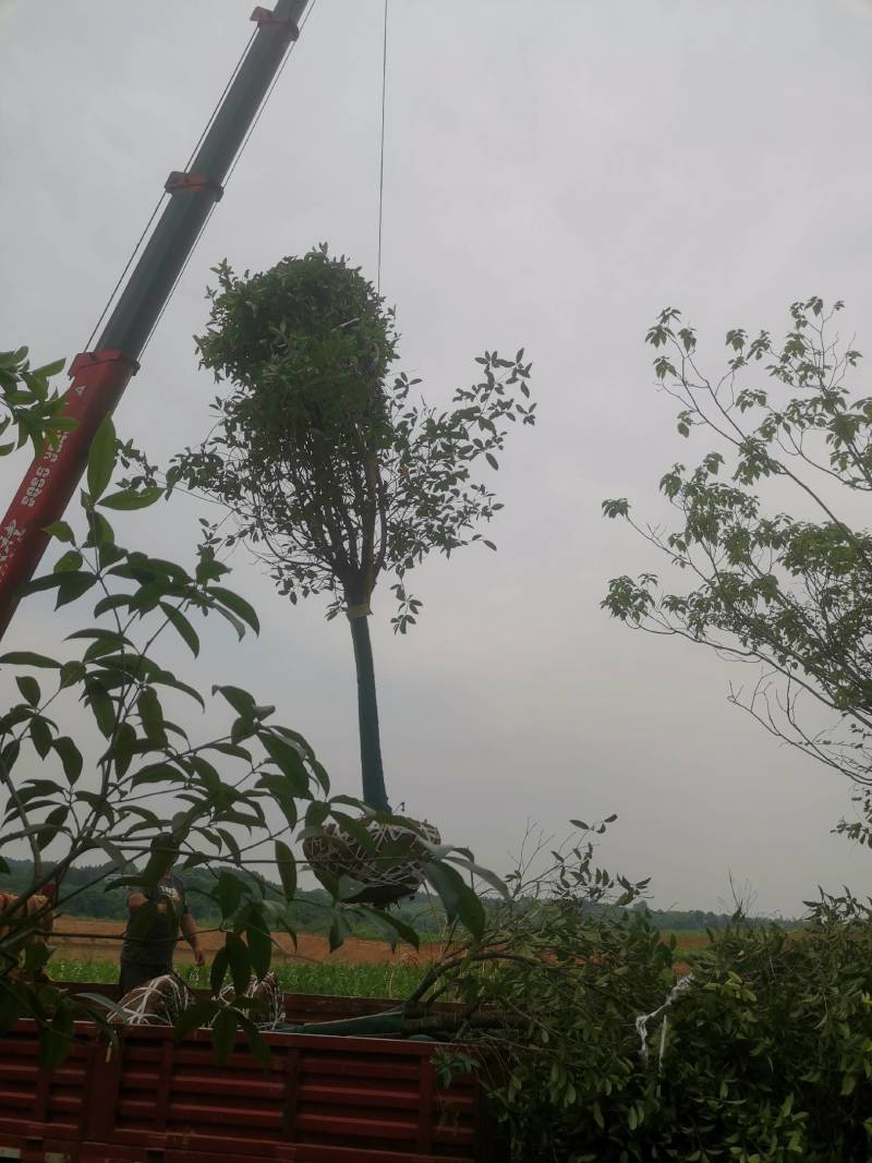 热卖款：高杆桂花树金桂丹桂八月桂