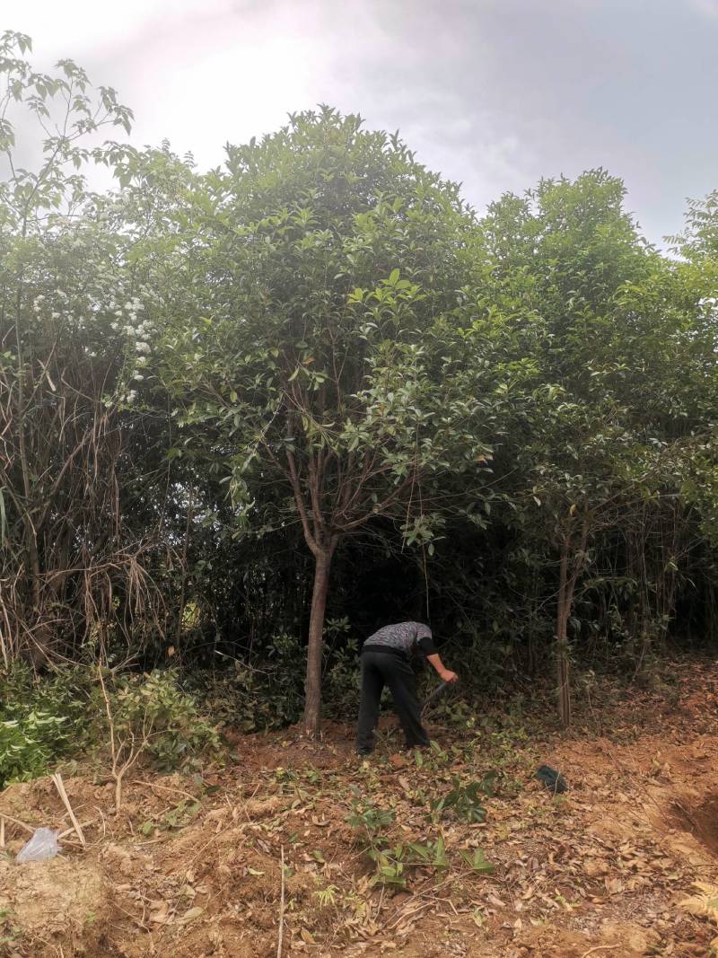 热卖款：高杆桂花树金桂丹桂八月桂