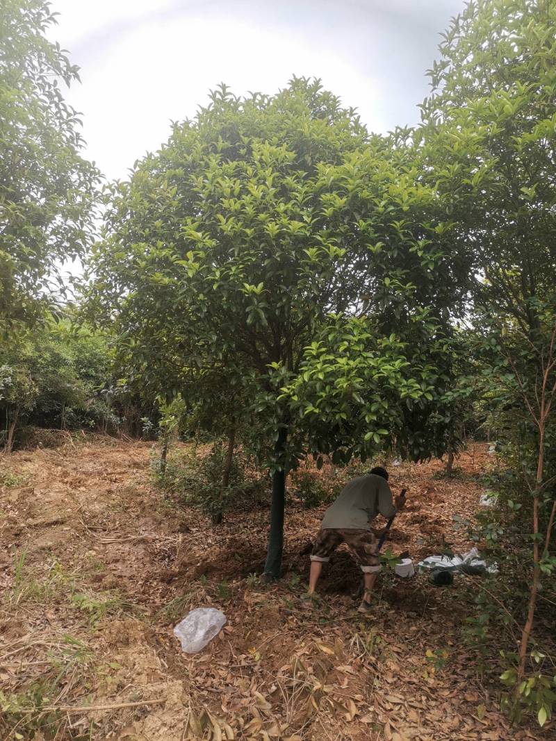 热卖款：高杆桂花树金桂丹桂八月桂