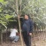 热卖款：高杆桂花树金桂丹桂八月桂