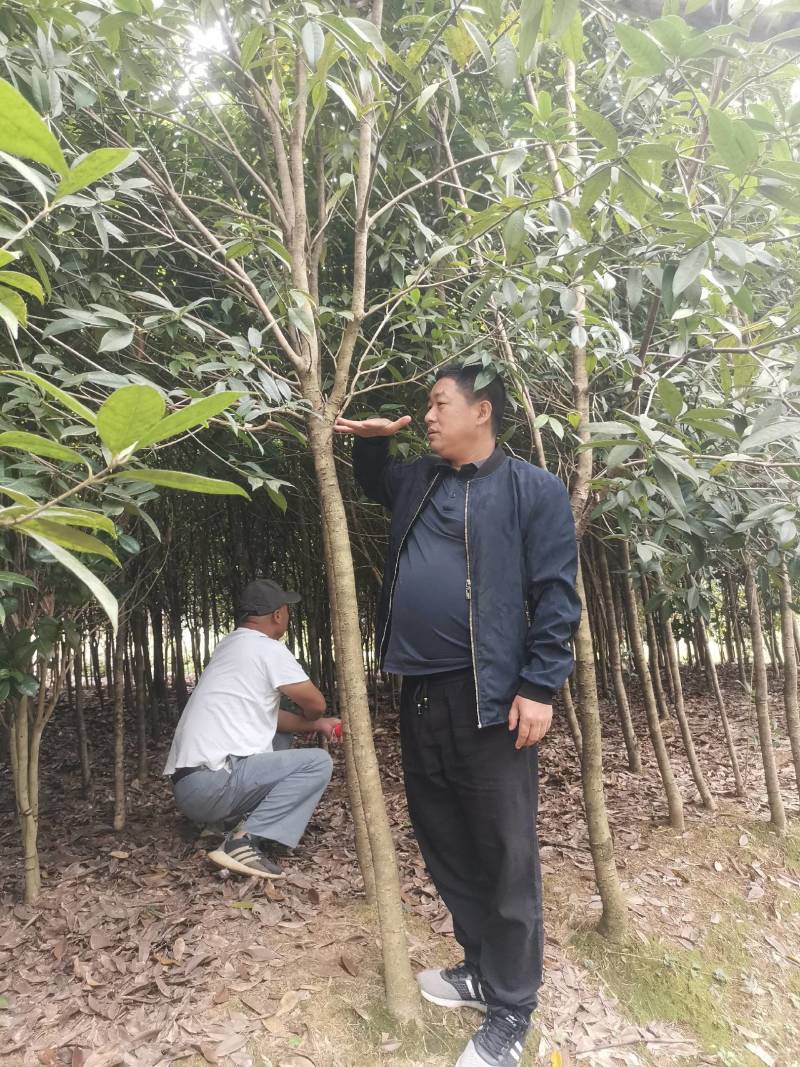 热卖款：高杆桂花树金桂丹桂八月桂
