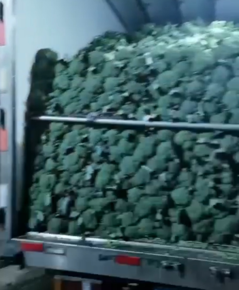 西兰花，精品西兰花菜，大量现货，质量好，价格便宜，