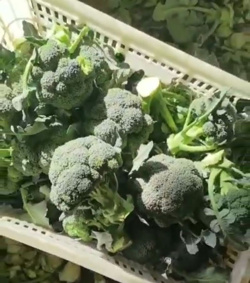 西兰花，精品西兰花菜，大量现货，质量好，价格便宜，