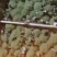 西兰花，精品西兰花菜，大量现货，质量好，价格便宜，